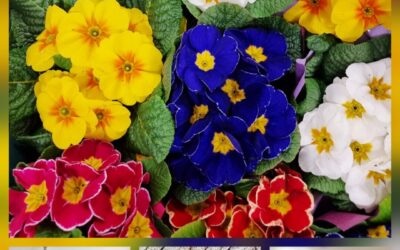 Frühlingsfest im Kreisaltenheim Trostberg